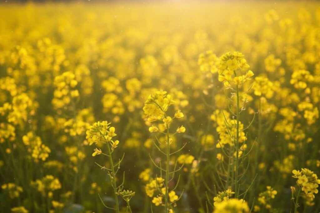 Mustard Oil (Sarson ka Tel)